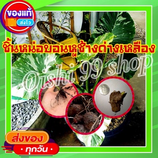 สินค้าไหม่!!ไข่บอนหูช้างเหลืองแท้100% ต้นแม่ด่างออกไข่เยอะเป็นด่างเหลือง เลี้ยงง่ายโตเร็ว ไข่โต รับประกันความด่างทุกไข่