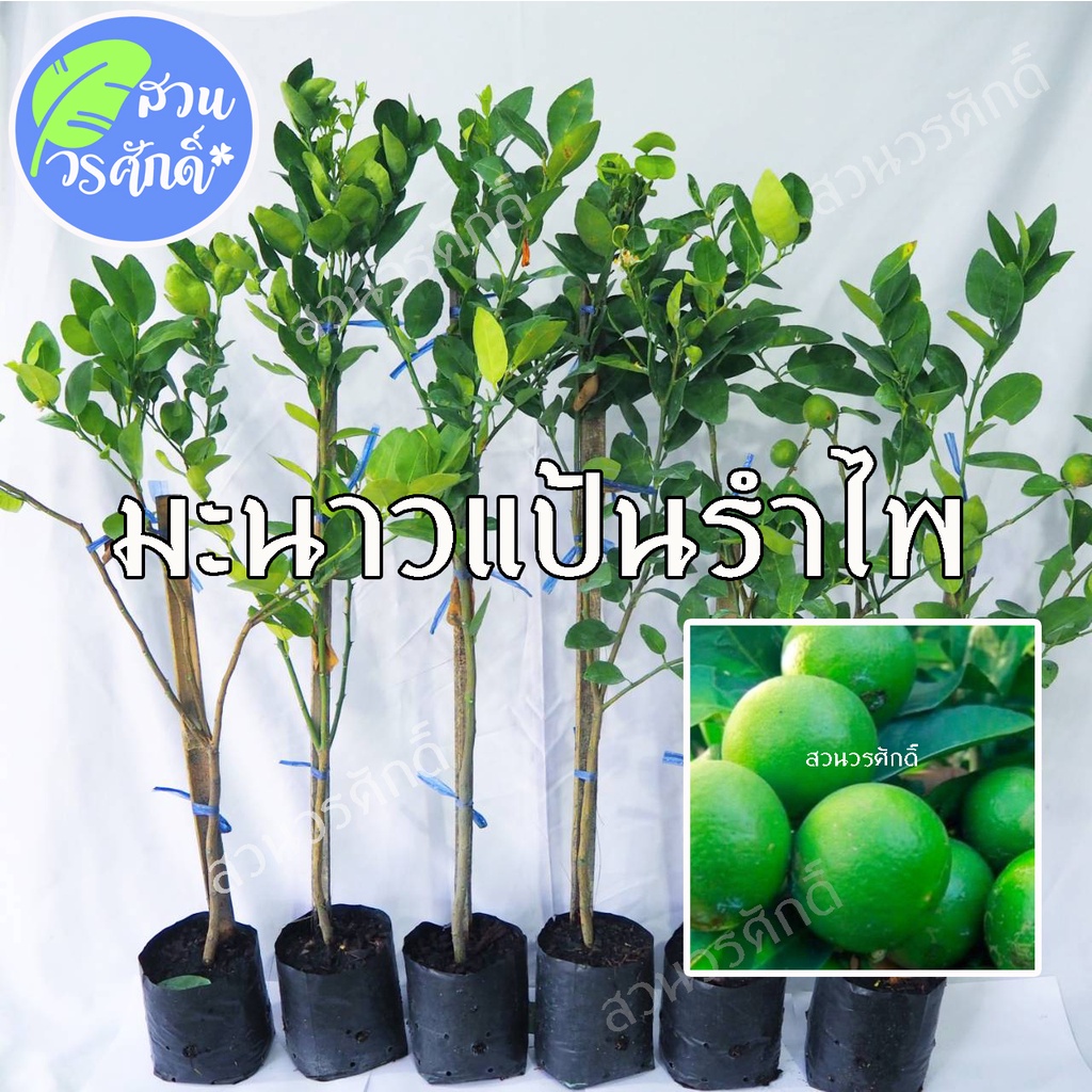 มะนาวแป้นรำไพ พันธุ์แท้100% สูงประมาณ60-70เซนติเมตร