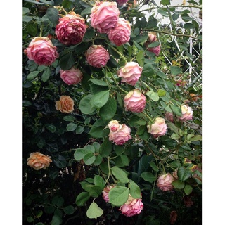 25เมล็ด เมล็ดกุหลาบ อังกฤษ พันธุ์เลื้อย สีชมพู กุหลาบหนู Rose seeds