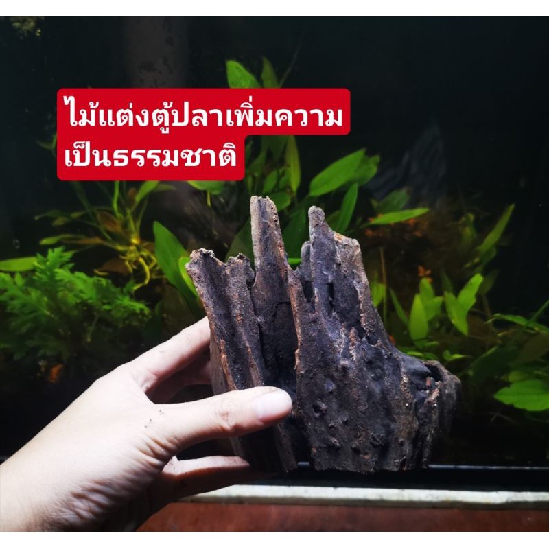 ขอนไม้ธรรมชาติ​🎋 แต่งตู้ปลา​ เพิ่มความเป็นธรรมชาติ​ ❤️