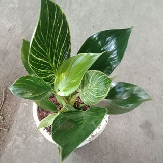 ฟิโลเดรนดรอนเบอร์กิ้น  คัดใบสวย ฟอร์มสวย Philodendron/ไม้ฟอกอากาศ