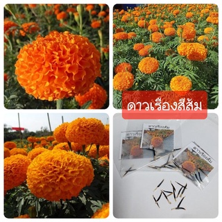 เมล็ดพันธุ์ดอกดาวเรืองสีส้ม 7-10เมล็ด 25บาท