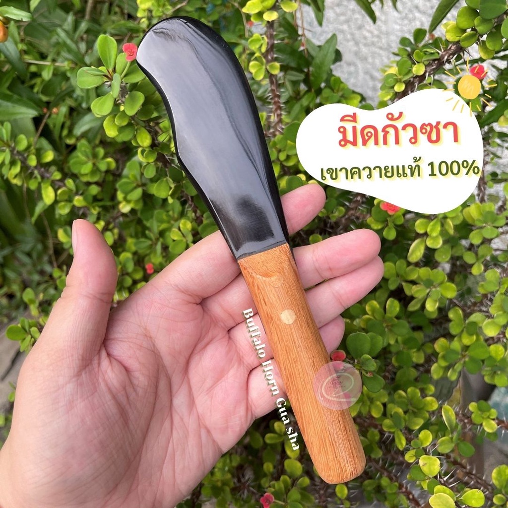 พร้อมส่ง มีดกัวซาเขาควายแท้ ด้ามไม้ สำหรับนวดตัว ขูดตัว กัวซามือ กัวซาเขาควาย