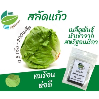 สลัดแก้ว (Iceberg​ Lettuce)​ 200 เมล็ด #ผักสลัด #สลัดปลี