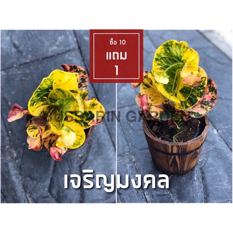 ต้นโกสนพันธุ์ เจริญมงคล ไซส์เล็ก กระถาง 5" สูง 15-20 เซนติเมตร ซื้อ 10 แถม 1 (จัดส่งแบบถอดกระถาง+รับประกันสินค้า)