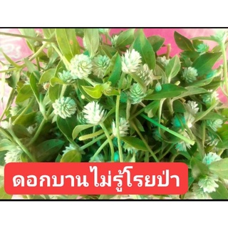 ดอกบานไม่รู้โรยป่าสด (อาหารนกแก้ว)