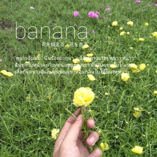 แพรเซี่ยงไฮ้ 31 สี (คุณนายตื่นสายดอกซ้อน) 12 กิ่ง/20 บาท เลือกสีได้!