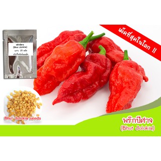 เมล็ดพันธุ์พริกปีศาจ (Bhut Jolokia) พริกเผ็ดที่สุดในโลก เมล็ดพริก เมล็ดพันธุ์พริก เมล็ดพันธุ์พริกที่เผ็ดที่สุดในโลก