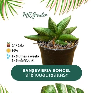 ต้นลิ้นมังกร งาช้างบอนเซลแคระ Sansevieria Boncel รากแน่นแข็งแรง