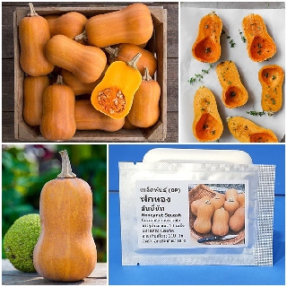 เมล็ดพันธุ์ ฟักทอง ฮันนี่นัท (Honeynut Squash Seed) บรรจุ 10 เมล็ด คุณภาพดี ราคาถูก ของแท้ 100%