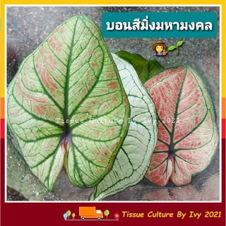 บอนสีมิ่งมงคล มิ่งมหามงคล caladium (พร้อมส่ง) ปลูกเพื่อเสริมสิริมงคล แก่บ้านและผู้อาศัย บอนเก่าลายสวย" ราชินีแห่งไม้ใบ "