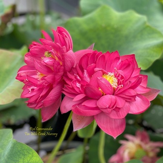 7 เมล็ด เมล็ดบัว สีแดง ดอกใหญ่ นำเข้า บัวนอก สายพันธุ์เมล็ดบัว Lotus seeds