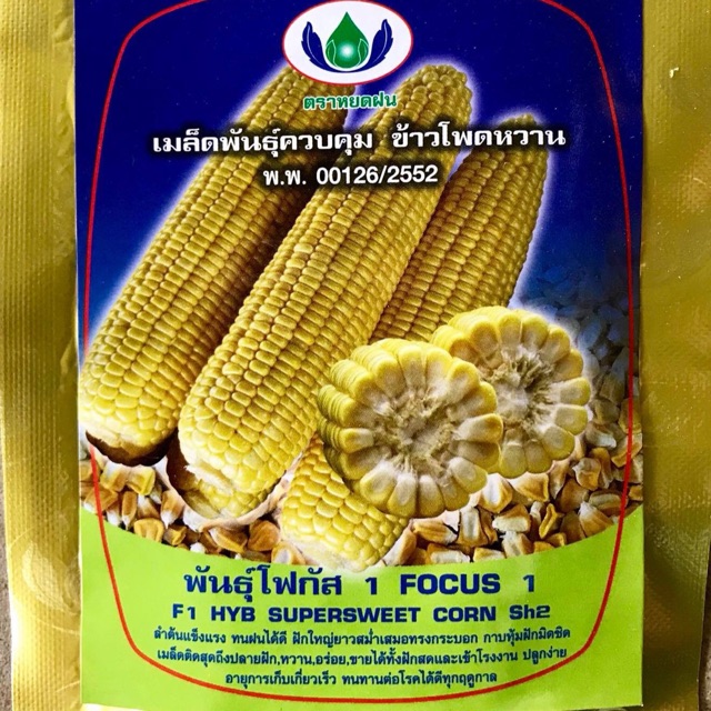 ข้าวโพดหวาน พันธุ์โฟกัส (10 กรัม ประมาณ 40-50เมล็ด)