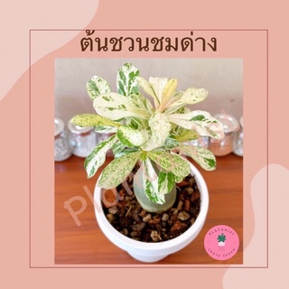 ต้นชวนชมด่าง (ราชินีหินอ่อน) Adenium sp. variegatum - พร้อมส่ง ส่งพร้อมกระถางขาว