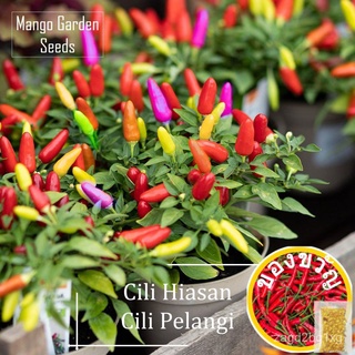 Benih Cili Pelangi - 30 Biji * Tanam Pasu * Cili Hiasan, Pedas,สายรุ้งพริกไทย,Hias Laman,พริกไทยเมล็ด-มะม่วงสวนแอปเปิ้ล/