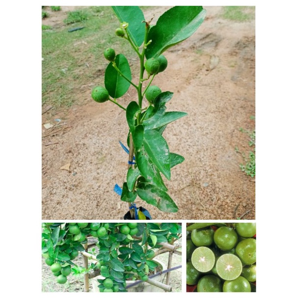 ต้นมะนาวแป้นพิจิตร ผลใหญ่น้ำเยอะ เปลือกบาง สูง 70-80ซ.ม แบบเสียบยอด