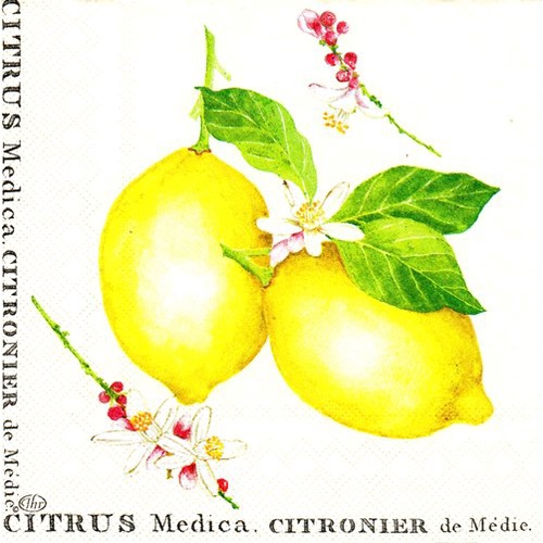 Pladao Napkin ภาพวินเทจ Citrus Medica มะนาว พื้นขาว กระดาษ แนพกิ้น สำหรับงานศิลปะ เดคูพาจ decoupage ขนาด L 33x33