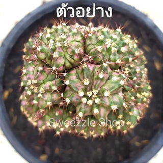 *ซื้อ 1 แถม 1* กระบองเพชร แคคตัส (Cactus) ไม้กราฟ ยิมโนด่าง โคลน T-Luk กราฟตอ 3 เหลี่ยม (รูปแรกตัวอย่าง) ส่งแบบถอดกระถาง