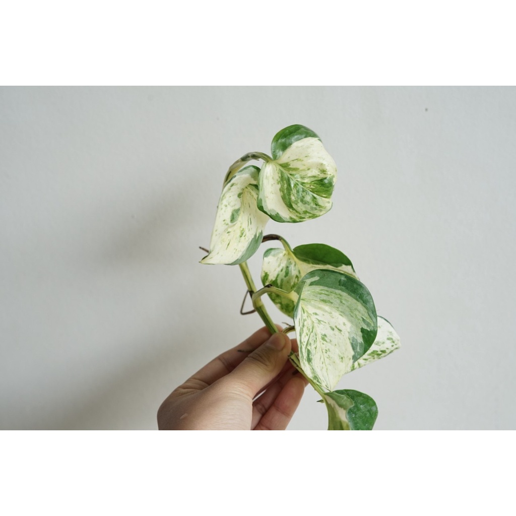 มุมมอง 7