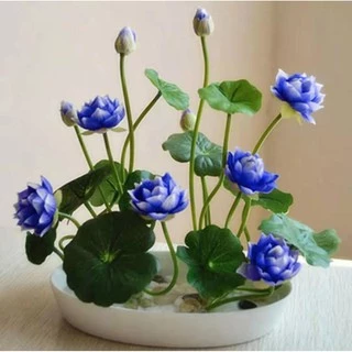 20เมล็ด เมล็ดพันธุ์ดอกบัวจิ๋ว เมล็ดพันธุ์ดอกไม้ ดอกบัวจิ๋ว บัวแคระคละสี ปลูกง่าย ออกดอกไว พร้อมส่งในไทย