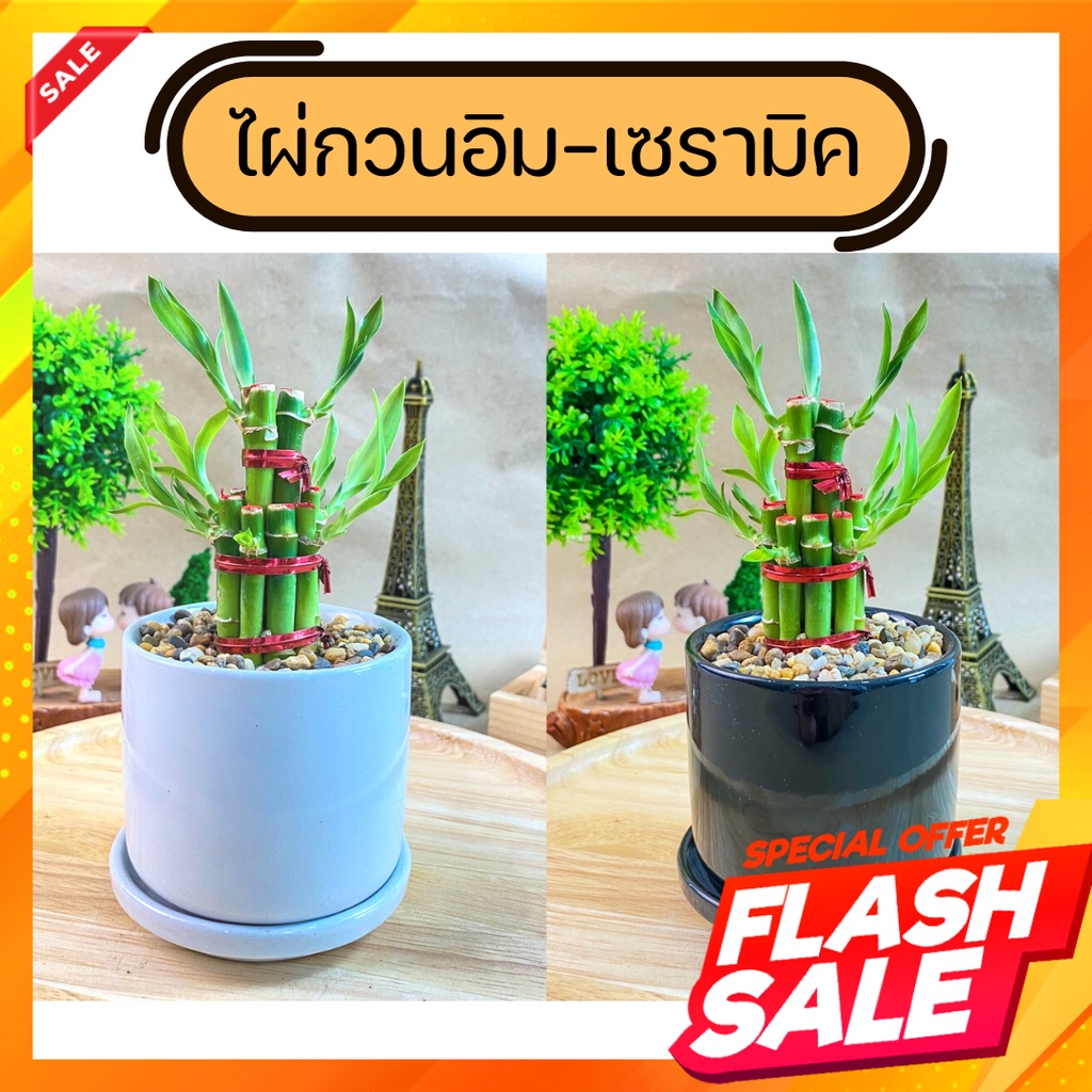 ไผ่กวนอิม พร้อมกระถาง เซรามิคเนื้อหนา จานรอง เคลือบเนียนละเอียดเกรด AA ((ปลูกในดิน))