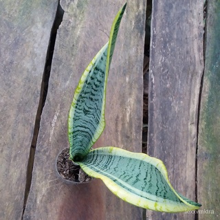 Snake Plant Sansevieria (Laurentii)芹菜/儿童/内裤/木瓜/帽子/香菜/文胸/手链/花园/上衣//กุหลาบ LGKK