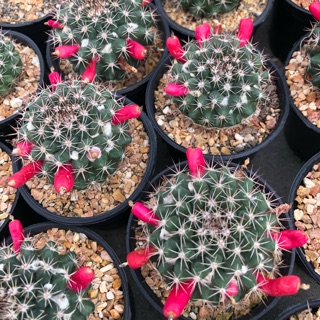 แมมมิลาลิส ไม้เมล็ด ขนาด5-7cm. แคคตัส จากฟาร์ม cactusdreamyok ต้นไม้ กระบองเพชร cactus