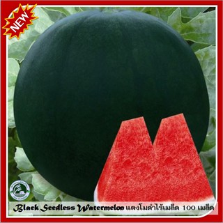 100 เมล็ด แตงโมดำไร้เมล็ด Black Seedless Watermelon เมล็ดแตงโมดำ เมล็ดแตงโม เมล็ดพันธุ์แตงโมดำ แตงโมดำ