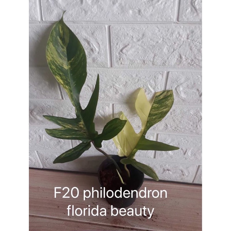 ก้ามกุ้งแม่พันธ์ด่าง philodendron florida beauty