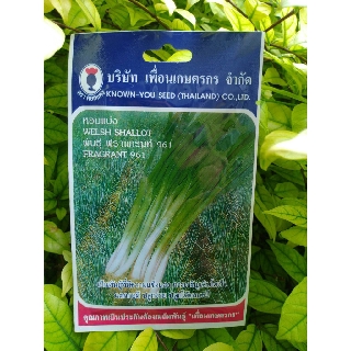 หอมแบ่ง welsh shallot พันธุ์ ฟราแกรนท์ 961 เพื่อนเกษตร