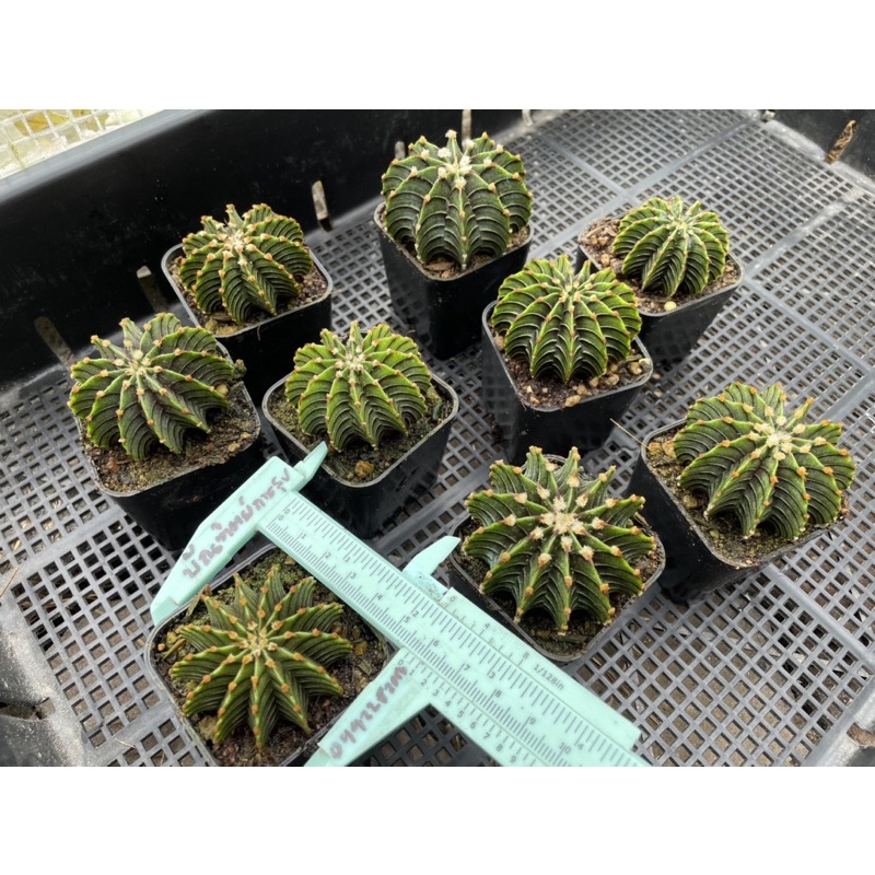 LB 2178 แท้ ไม้เมล็ด Gymnocalycium Cactus (ยิมโนคาไลเซียม แคคตัส)