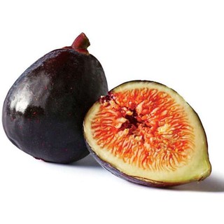 Fig ต้นมะเดื่อฝรั่ง พันธุ์ Black Italian (แบ๊กอิตเลี่ยน)  จัดส่งพร้อมกระถาง 6 นิ้ว ลำต้นสูง 50ซม