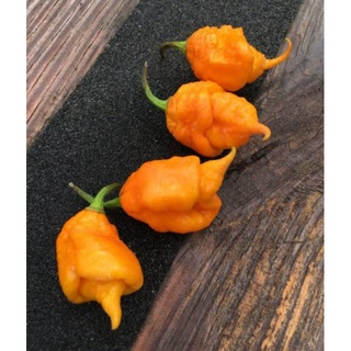 เมล็ดพันธุ์พริก ตรินิแดด เยลโล่ว เซเว่น พอท Trinidad Yellow 7 Pot Hot Pepper บรรจุ 15 เมล็ด ของแท้ คุณภาพดี ราคาถูก