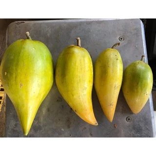 [🔥พร้อมส่ง🔥] Canistel fruits เซียนท้อ ม่อนไข่ พันธุ์พื้นเมือง เจ้าของสวนขายเอง มีหลายขนาด