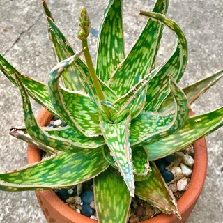 Aloe zebrina อโลเวร่า ต้นไม้ปลูกง่ายน่าสะสม