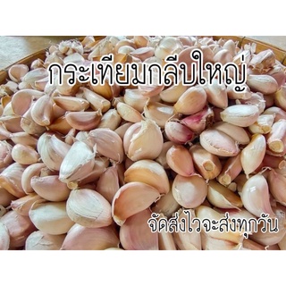 กระเทียมสดกลีบใหญ่จัดส่งไวมาก ขนาด500กรัม-1กิโลกรัม