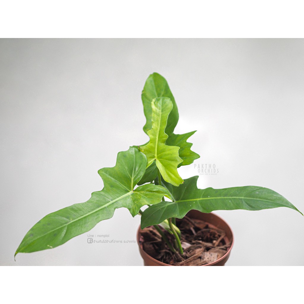 Philodendron golden dragon