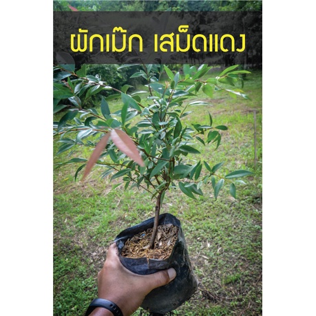 เสม็ดแดง หรือ ผักเม๊ก ต้นสำหรับปลูก