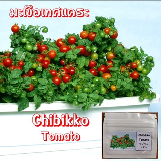 เมล็ดพันธุ์ มะเขือเทศแคระ Chibikko Tomato บรรจุซอง 25 เมล็ด นำเข้าจากญี่ปุ่น