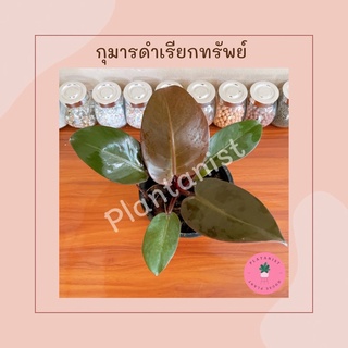 ฟิโลเดนดรอน แบล็คคาดินัล หรือกุมารดำเรียกทรัพย์ (Philodendron black cardinal) กระถาง6นิ้ว