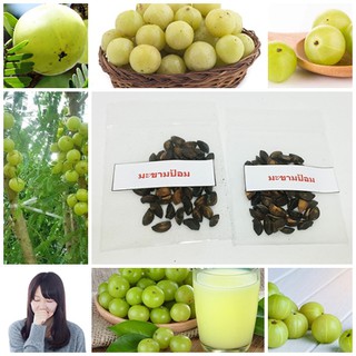 ขายถูก 100 เมล็ด เมล็ดพันธุ์มะขามป้อม gooseberry กันโตด หมากขามป้อม สมุนไพรพื้นบ้าน ตรีผลา พืชให้สีย้อม ผลไม้