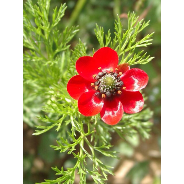 🌹 ชุดพร้อมปลูก Red Adonis