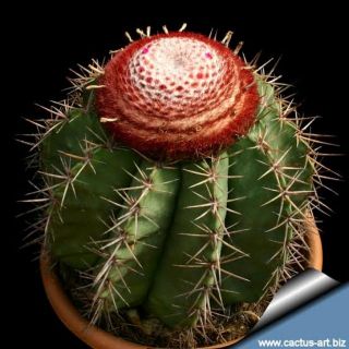 กระบองเพชร ต้นกระบองเพชร เมโล melocactus ขนาด 2.5 cmรูปแรกเป็นต้นตอนโต ใส่โค้ด PANUMELO เมื่อซื้อ 10 ต้นขึ้นไป