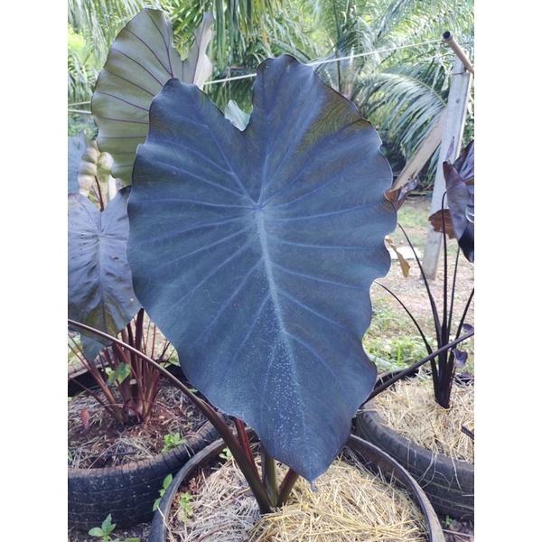 colocasia black runner แบล็ครันเนอร์