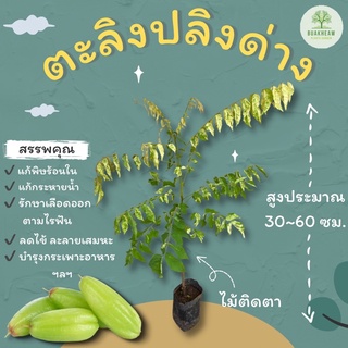 ต้นพันธุ์ตะลิงปลิงด่าง สมุนไพรตะลิงปลิง