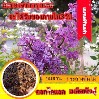 ขายดี สวนครัว/เมล็ดพันธุ์ดอกกานพลู 50 เมล็ด Rare สีม่วง Lilac Flower Seeds บอนสีหายาก เมล็ดดอกไ/อินทรีย์ คละ สวนครัว ดอก