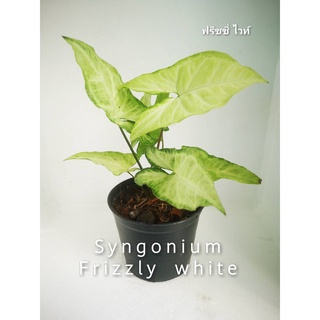 Syngonium Frizzly White / ซินโกเนียม ฟริซซี่ ไวท์ แรร์ไอเท็มอีกตัวที่น่าสะสม