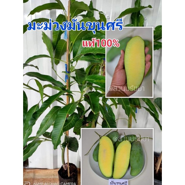 มะม่วงมันขุนศรี กิ่งทาบ[พร้อมส่ง] #มะม่วงโบราณหายาก รสชาติอร่อย สูง80-120ซม.