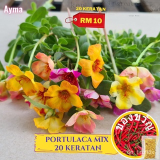 20บทความเกี่ยวกับ Portulaca - Portulaca Flower-บทความสดเกี่ยวกับ Portulaca-Japan BYTF