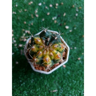 🌵(G6)ยิมโนด่าง เเคสตัสสีสวย🌵